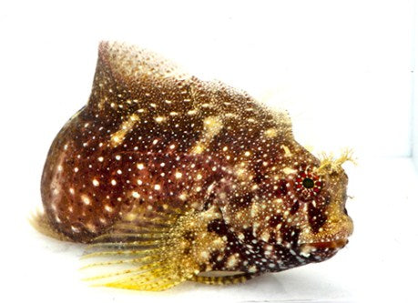 Blenny - Starry