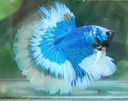 Betta - Butterfly Halfmoon