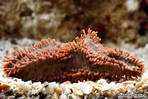 Atlantic Sea Cucumber