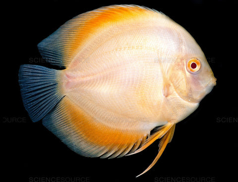 Discus - Albino Golden