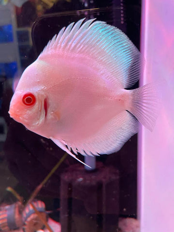 Discus - Albino Blue Diamond