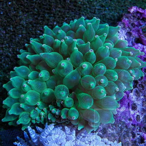 Anemone - Green Bubble Tip