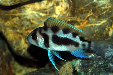 African Cichlid - Black Widow Frontosa