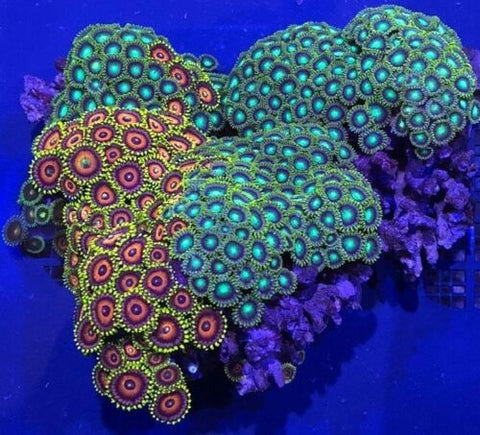 Assorted Zoanthid Colony