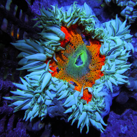 Anemone - Red Rock Flower