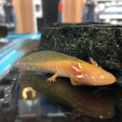 Axolotl - 'Golden Albino'