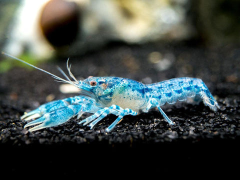 Crayfish - Dwarf Blue