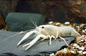 Crayfish - White