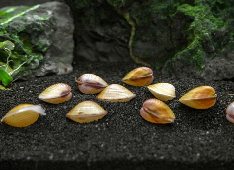 Gold Asian Freshwater Clam