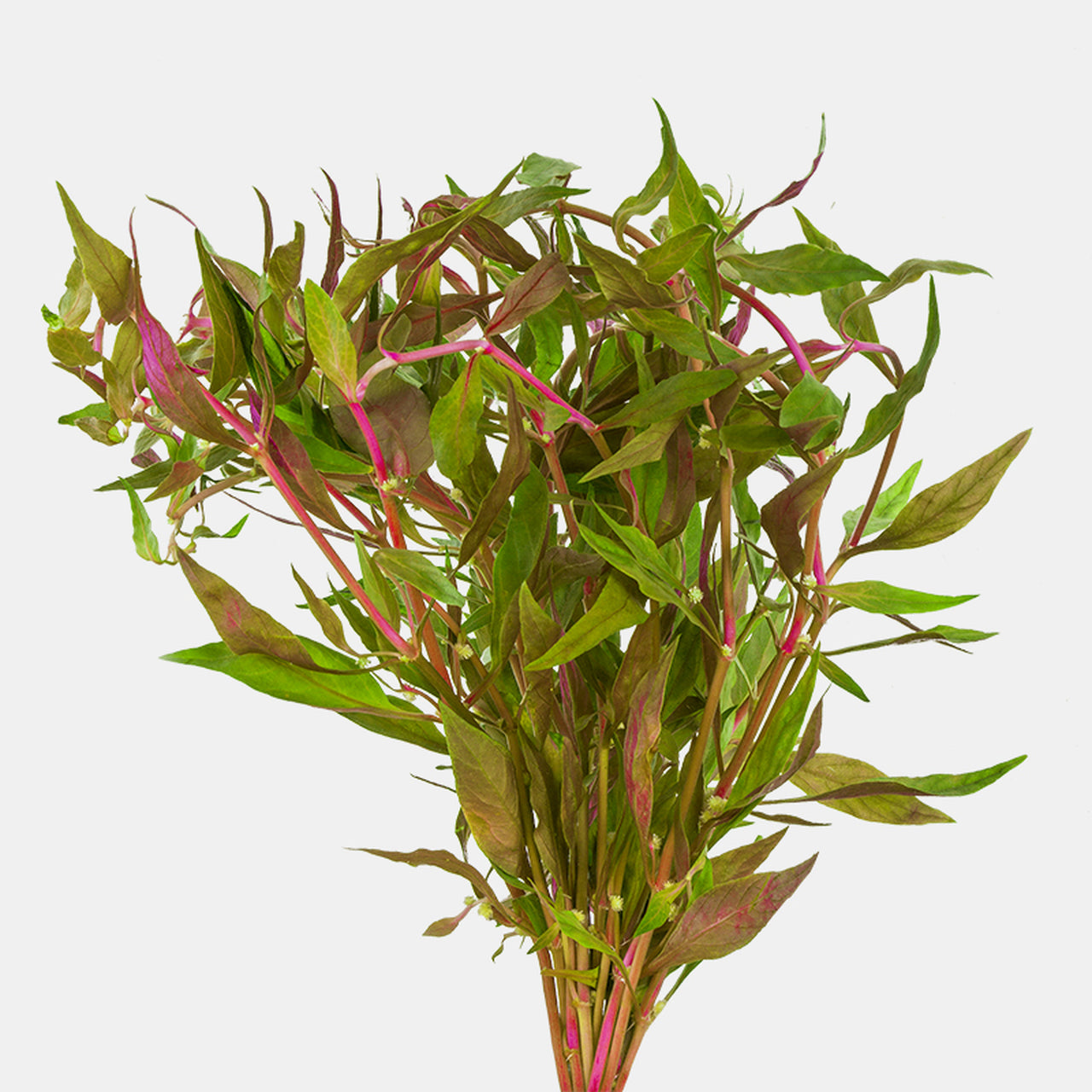 Alternanthera Lilacina