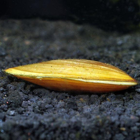 Opal Asian Freshwater Clam