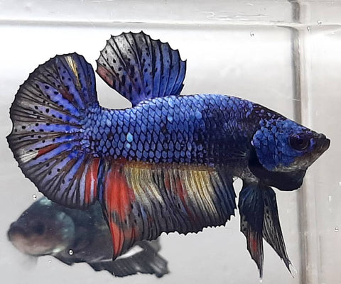 Betta - Black & Blue Galaxy Plakat