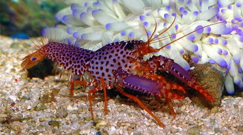 Lobster - Purple Reef