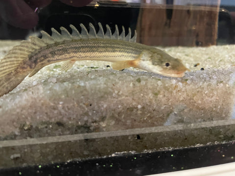 Bichir - Lapradei Polypterus