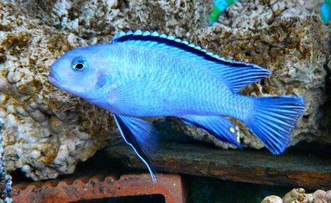 African Cichlid - Blue Socolofi