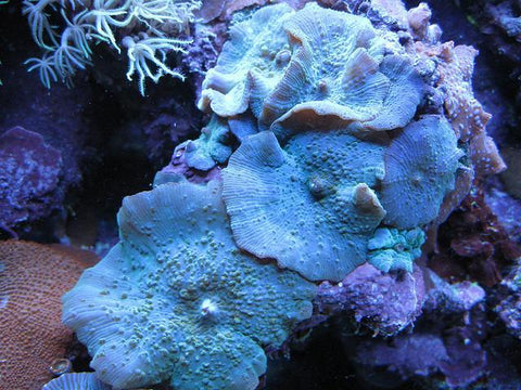 Blue Discosoma Mushrooms